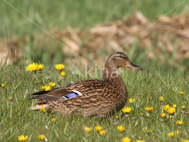 Mallard