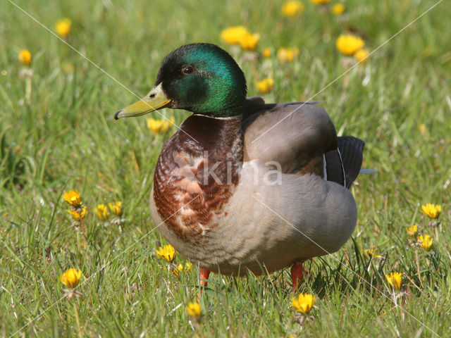 Wilde Eend (Anas platyrhynchos)