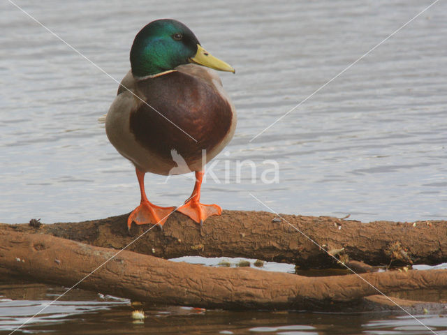 Wilde Eend (Anas platyrhynchos)