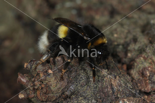 Wilgenhommel (Bombus cryptarum)