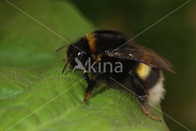 Wilgenhommel (Bombus cryptarum)