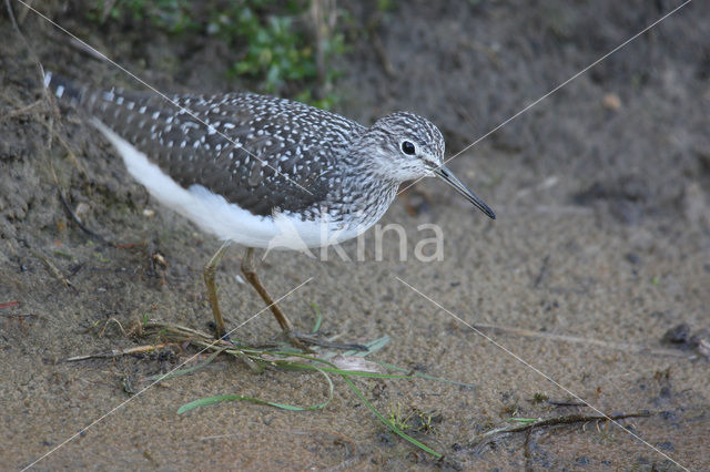 Witgatje (Tringa ochropus)