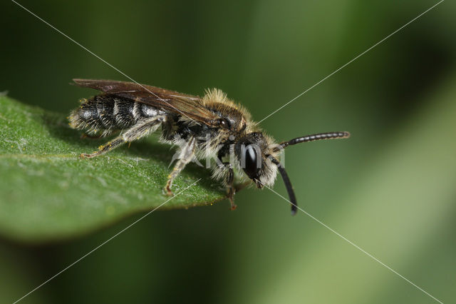 Andrena subopaca