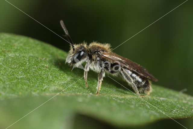 Andrena subopaca