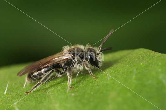 Witkopdwergzandbij (Andrena subopaca)