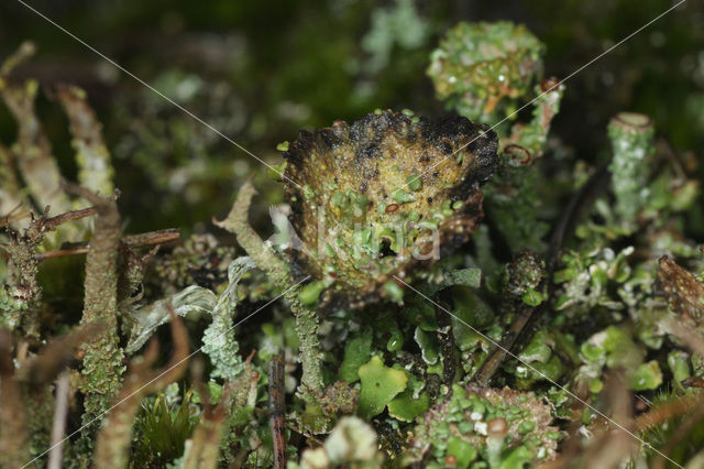 Wrattig bekermos (Cladonia monomorpha)