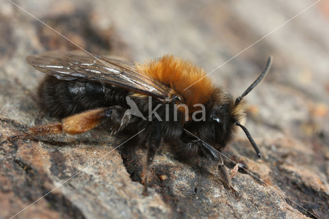 Zwart-rosse zandbij (Andrena clarkella)