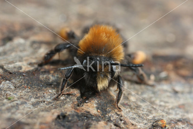 Zwart-rosse zandbij (Andrena clarkella)
