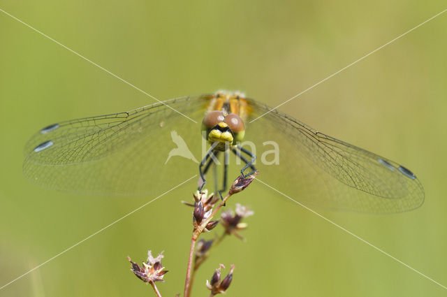 Zwarte heidelibel (Sympetrum danae)