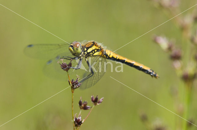 Zwarte heidelibel (Sympetrum danae)