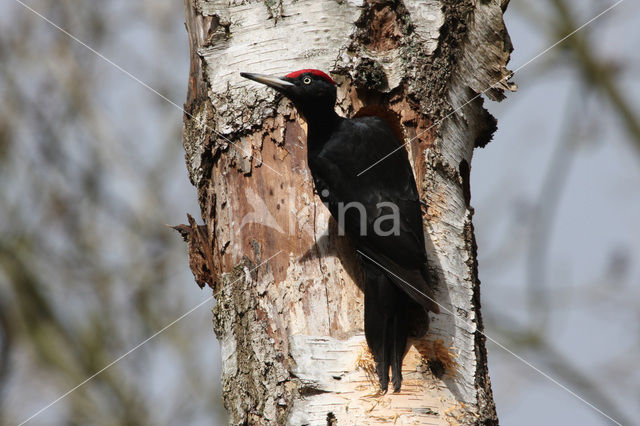 Zwarte Specht (Dryocopus martius)