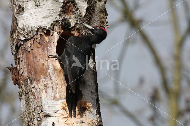 Zwarte Specht (Dryocopus martius)