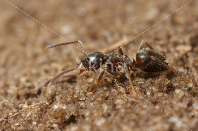 Small Black Ant (Lasius niger)