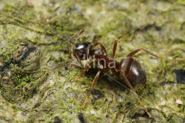 Zwarte wegmier (Lasius niger)