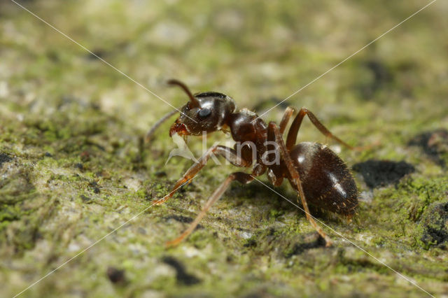 Zwarte wegmier (Lasius niger)