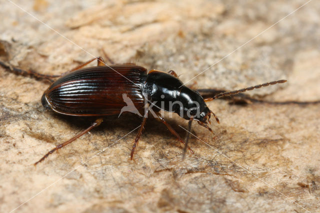 Zwarthalsglanslopers (Stenolophus mixtus)