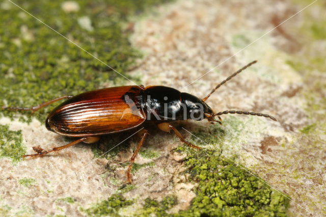 Zwarthalsglanslopers (Stenolophus mixtus)