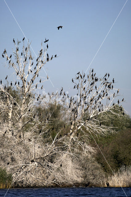 Aalscholver (Phalacrocorax carbo)