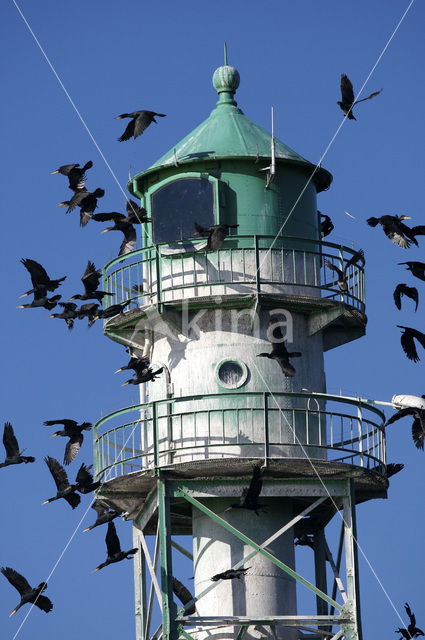 Aalscholver (Phalacrocorax carbo)