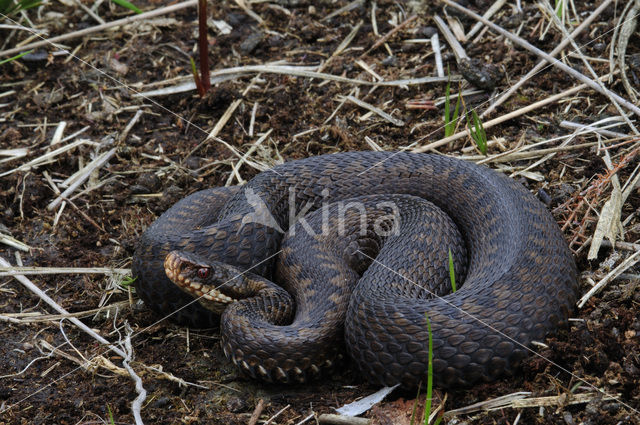 Adder (Vipera berus)