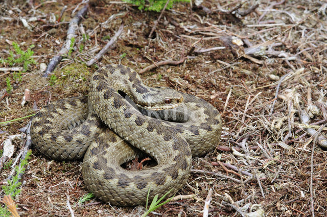 Adder (Vipera berus)