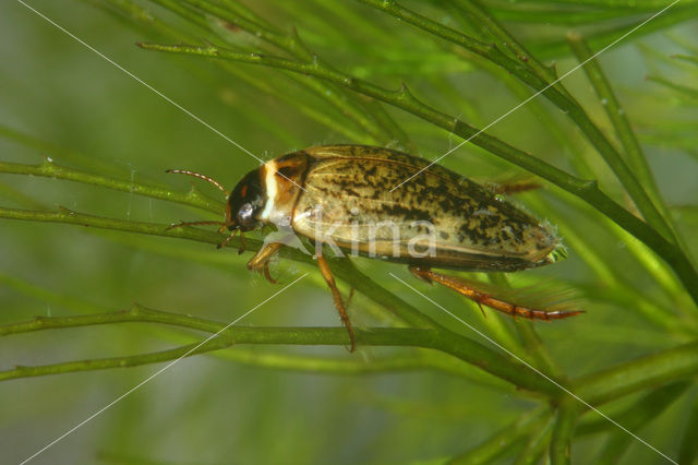 Agabus nebulosus