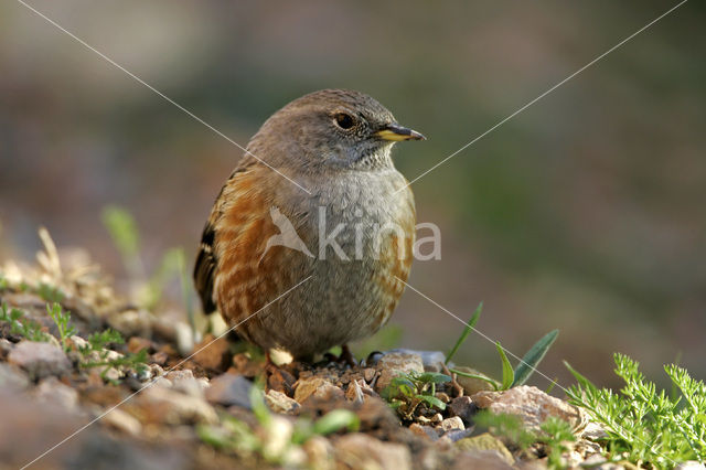 Alpenheggemus (Prunella collaris)