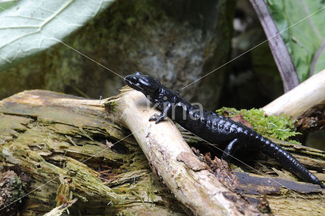 Alpenlandsalamander (Salamandra atra)