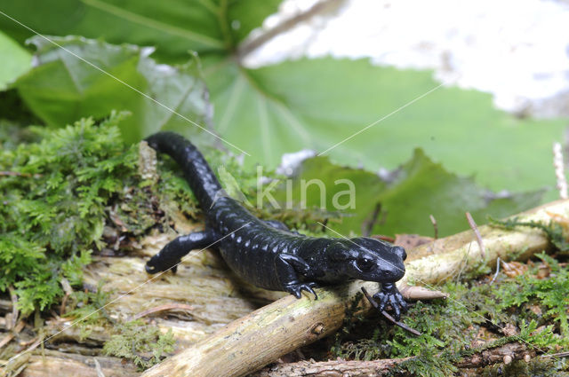 Alpenlandsalamander (Salamandra atra)