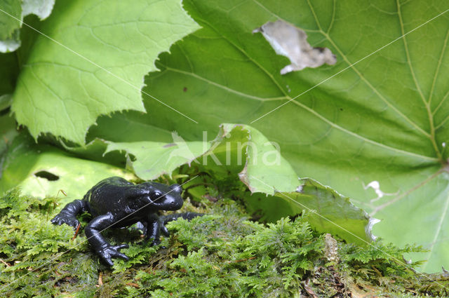 Alpenlandsalamander (Salamandra atra)