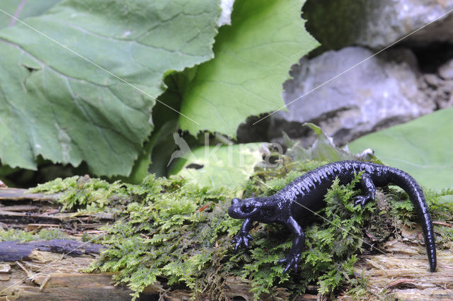 Alpenlandsalamander (Salamandra atra)