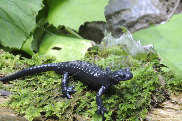 Alpenlandsalamander (Salamandra atra)