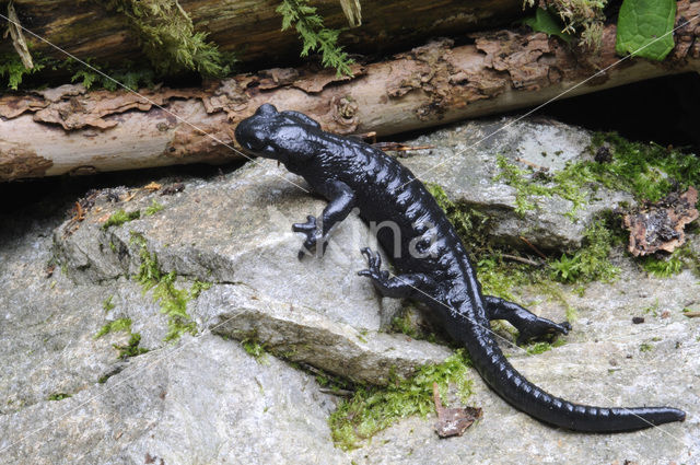 Alpenlandsalamander (Salamandra atra)