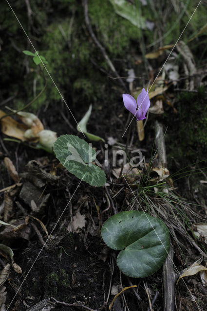 Alpenviooltje (Cyclamen purpurascens)