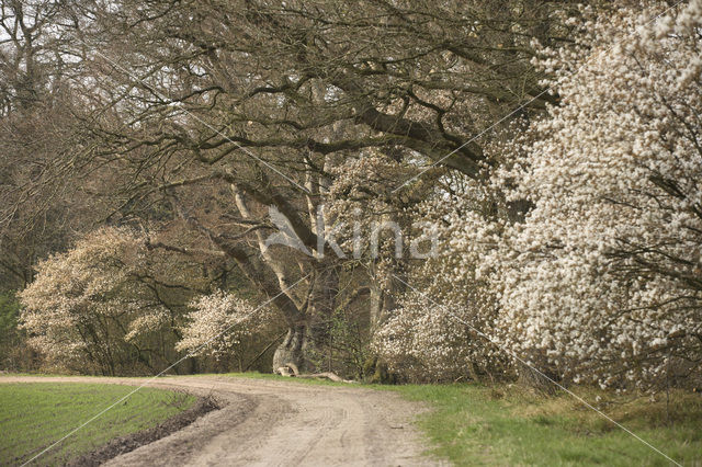 Amerikaans krentenboompje (Amelanchier lamarckii)