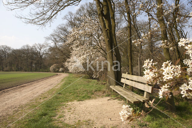 Amerikaans krentenboompje (Amelanchier lamarckii)