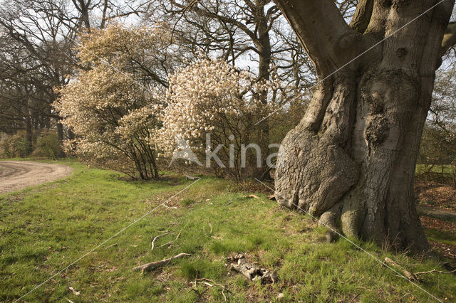 Amerikaans krentenboompje (Amelanchier lamarckii)