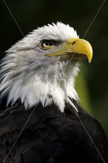 Amerikaanse Zeearend (Haliaeetus leucocephalus)