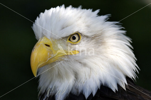 Amerikaanse Zeearend (Haliaeetus leucocephalus)