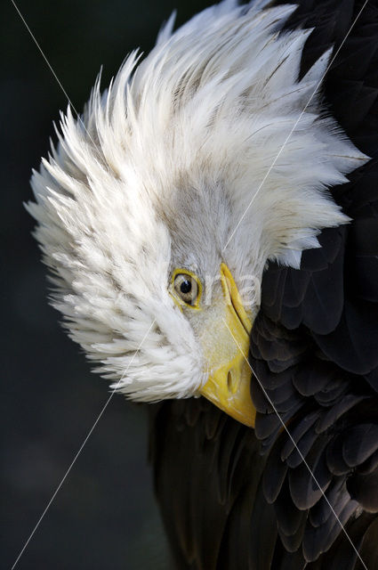 Amerikaanse Zeearend (Haliaeetus leucocephalus)