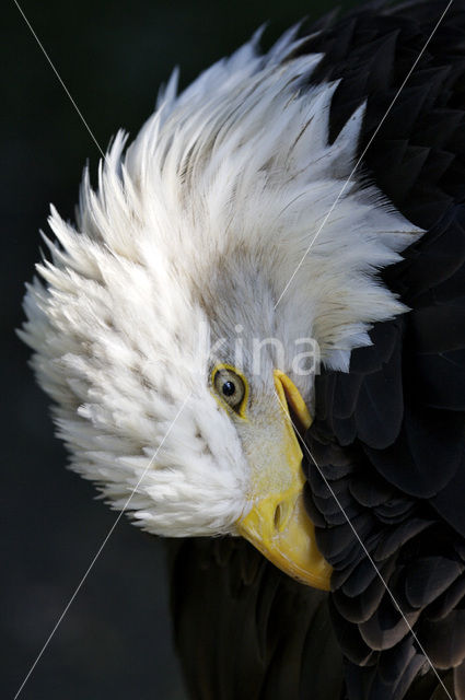 Amerikaanse Zeearend (Haliaeetus leucocephalus)