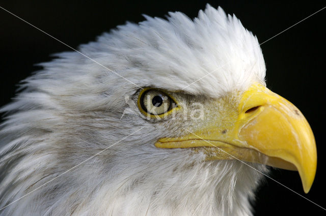 Amerikaanse Zeearend (Haliaeetus leucocephalus)