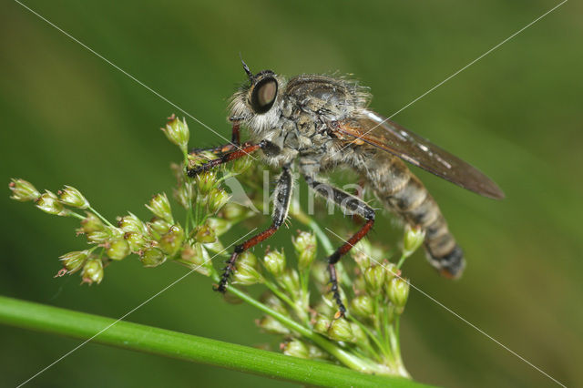 Antipalus varipes