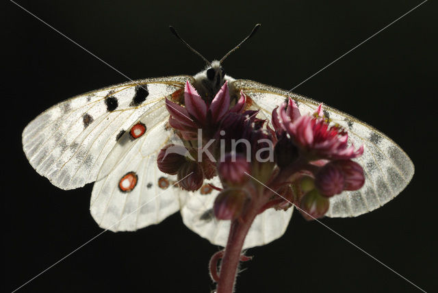 Apollovlinder (Parnassius apollo)