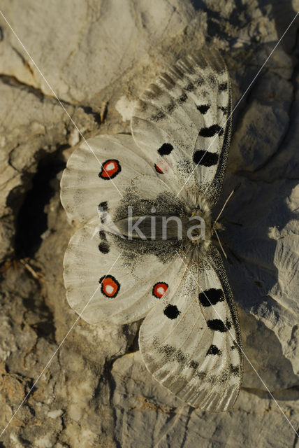 Apollovlinder (Parnassius apollo)