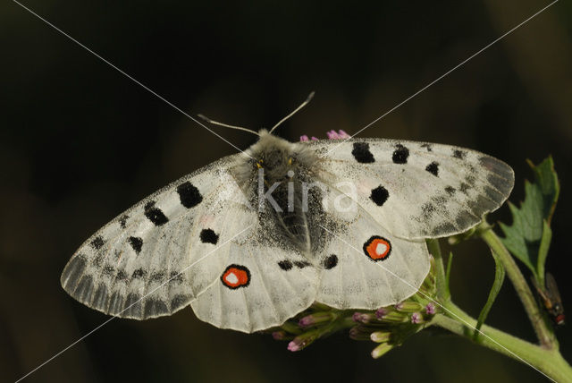 Apollovlinder (Parnassius apollo)