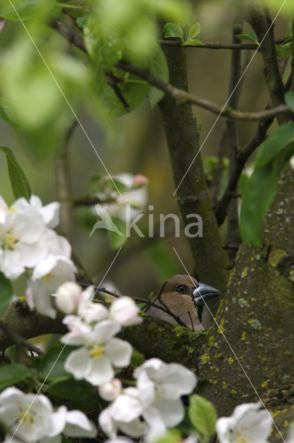 Appelvink (Coccothraustes coccothraustes)