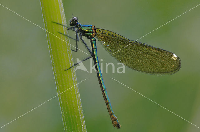 Beekjuffer sp. (Calopteryx sp.)