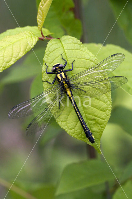 Beekrombout (Gomphus vulgatissimus)