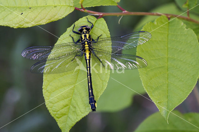 Beekrombout (Gomphus vulgatissimus)